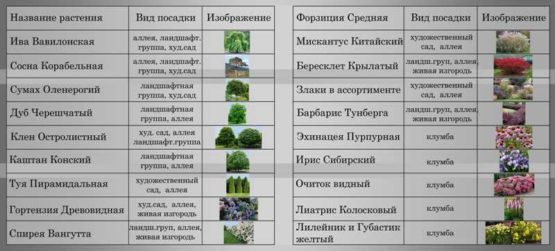 Изучите таблицу в которой 2 группы растений. Ассортимент растений. Тип посадки многолетних растений. Растения сада и их названия. Декоративная группа растений.