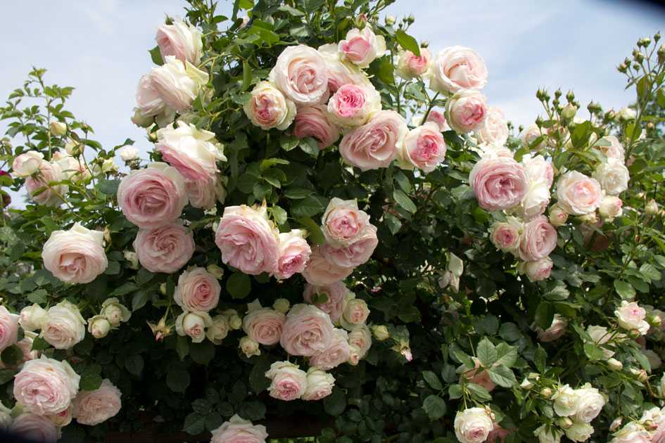 Правила выращивания плетистых роз — особенности посадки и ухода