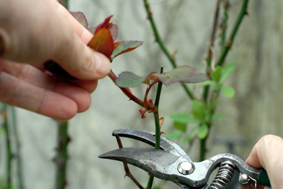Когда и как обрезать розы осенью: правила и схемы для начищающих