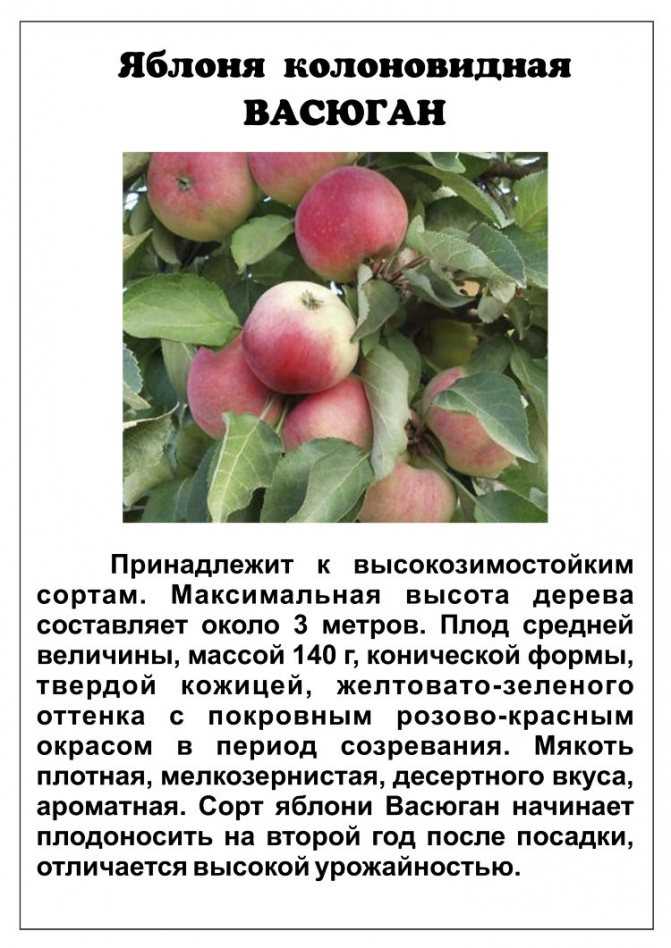 Сорт яблони конфетное: описание сорта и отзывы садоводов