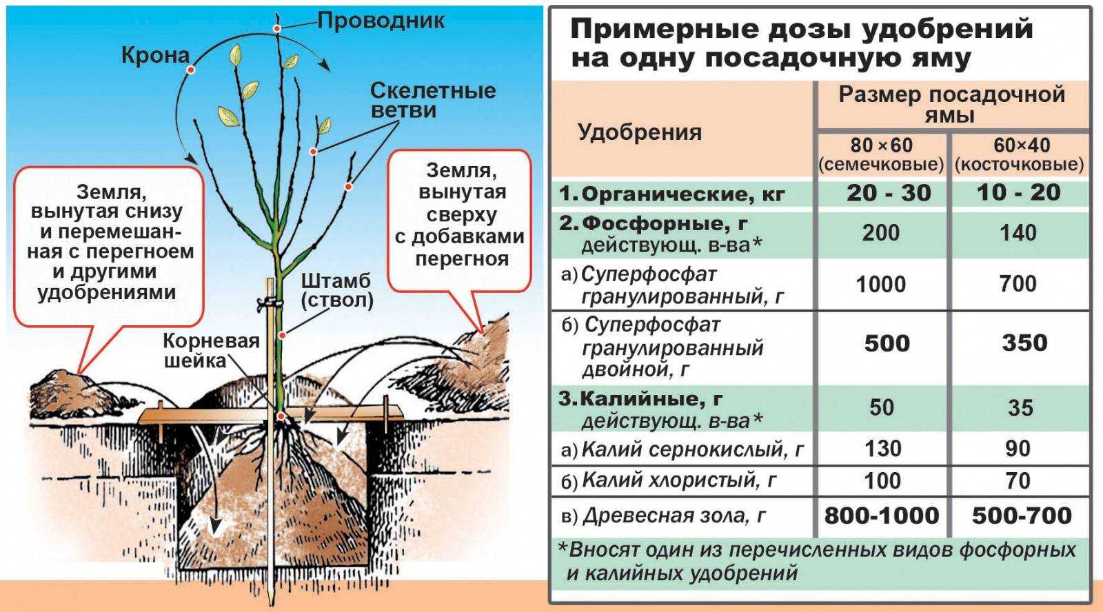 Выращивание хризантем: посадка весной в открытый грунт и уход