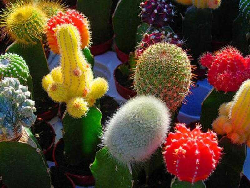 Интересные примеры различных видов кактусов, уход в домашних условиях