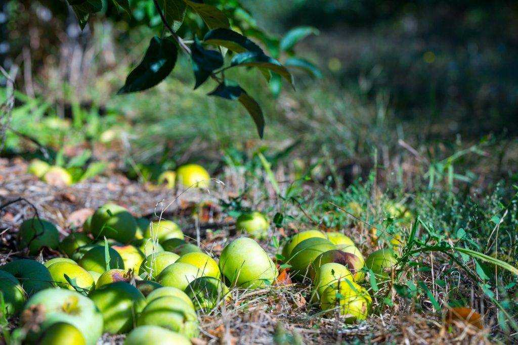 Почему яблоня сбрасывает плоды до их созревания, когда они совсем маленькие