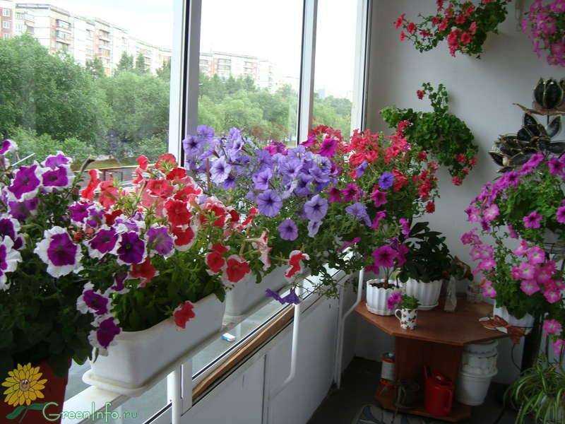 Как ухаживать за петунией на балконе? :: syl.ru