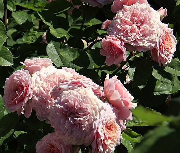 Обзор сортов роз остина — белые розы