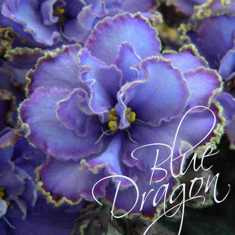 Фиалка blue dragon (голубой дракон): как выращивать в домашних условиях