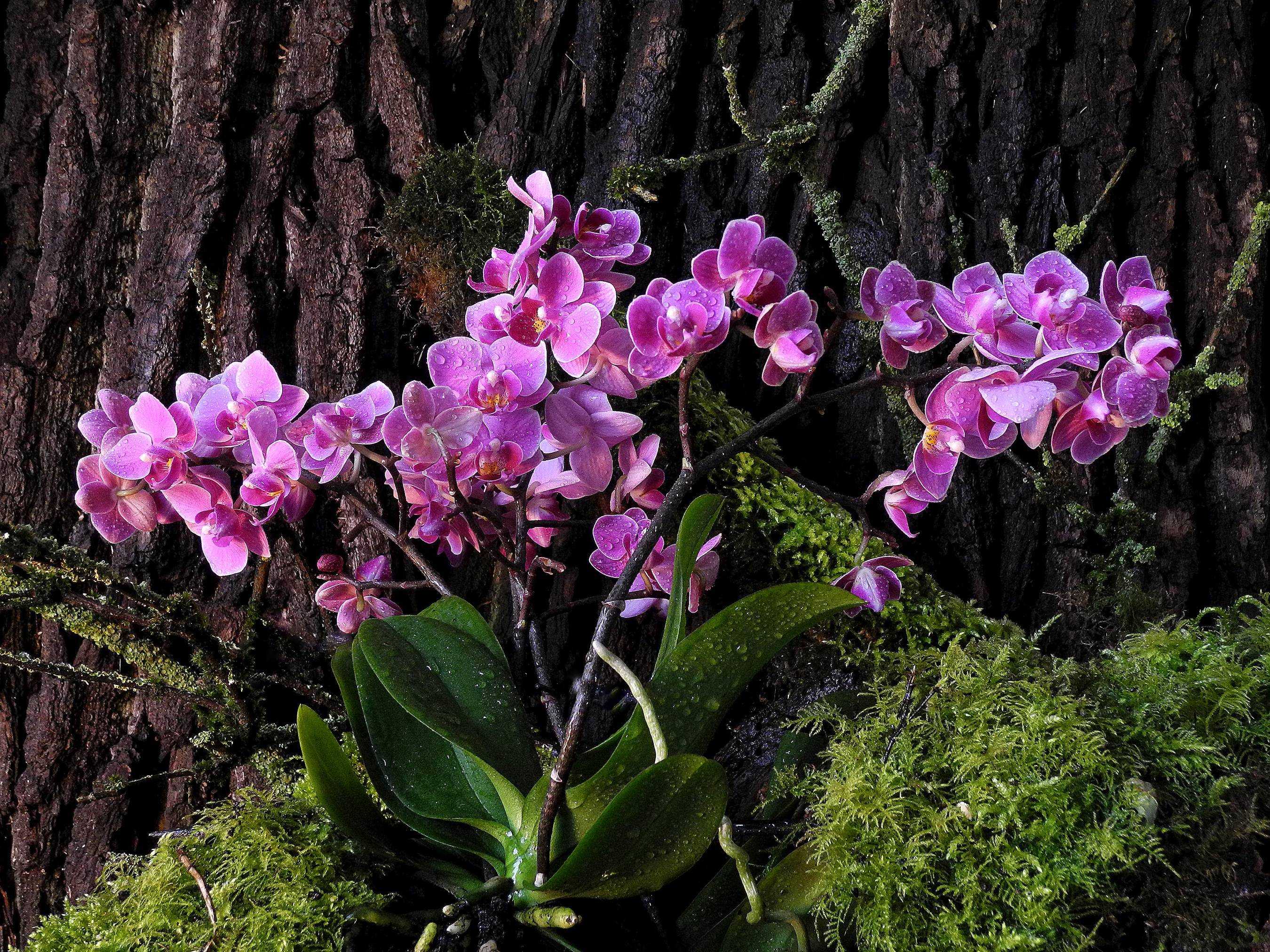Как растут орхидеи в природе: как и где растет дикий цветок в живой природе с фото, естественная среда для фаленопсиса, почему цветок растет на деревьях?