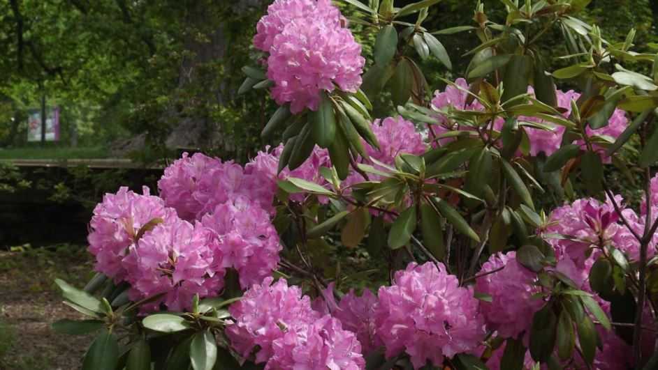 Рододендрон розеум элеганс - описание, фото, посадка и уход | artem-sad.ru