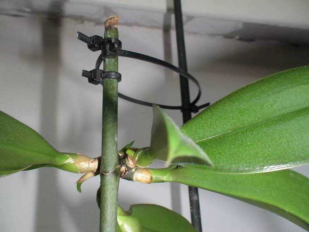 Как взять отросток у орхидеи — необходимые инструменты для проведения процедуры: кора сосны, древесный уголь, земля и другие Варианты пересадки и укоренения, примеры в домашних условиях