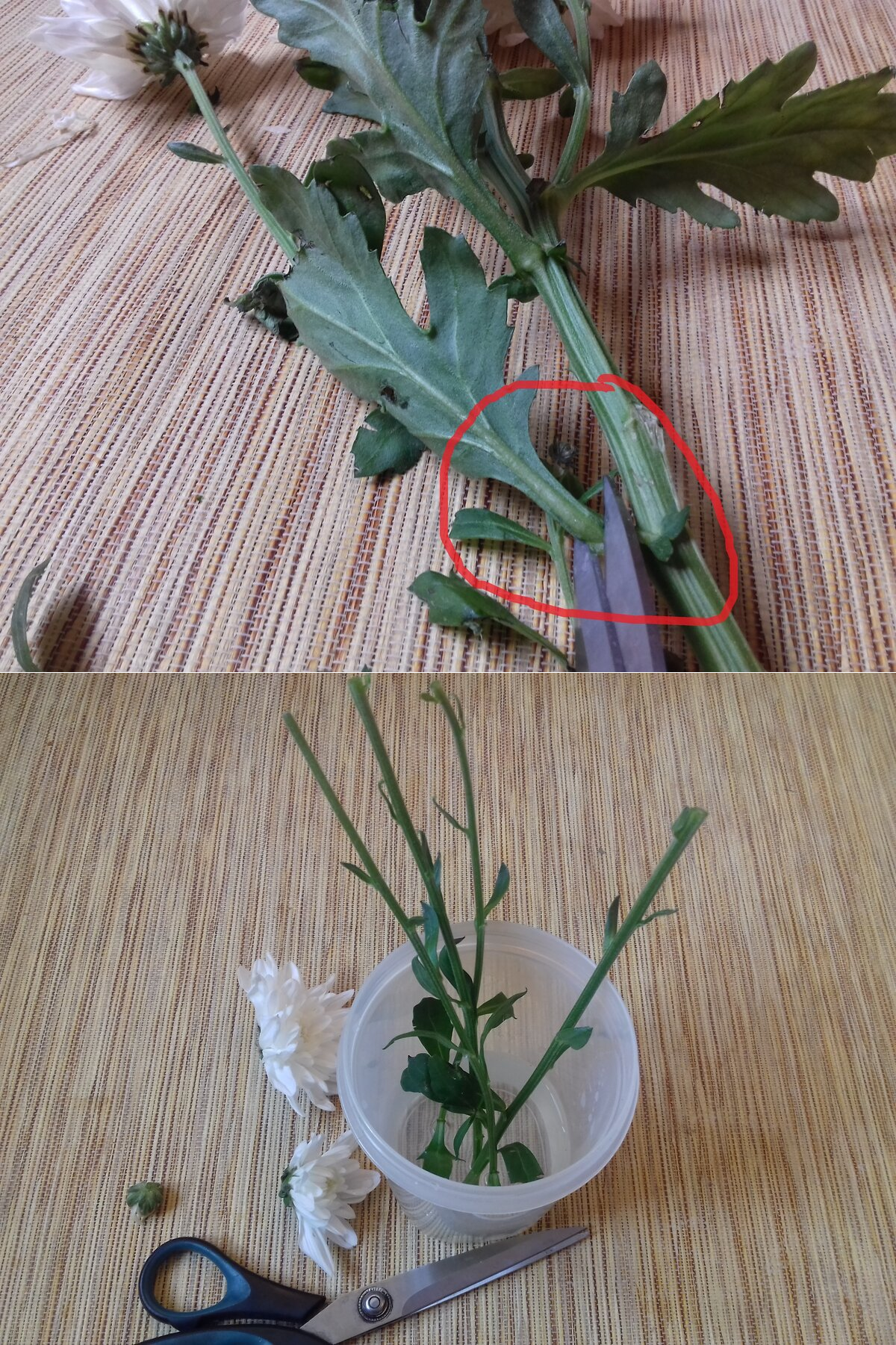 Как укоренить хризантему из букета в домашних условиях