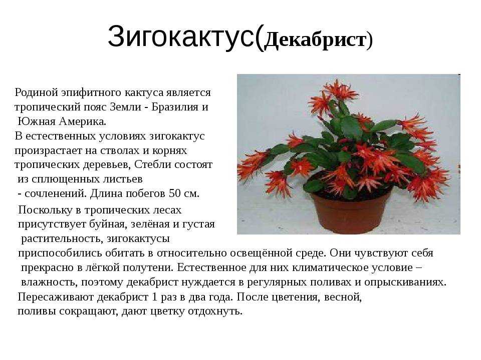 Как пересадить декабрист в домашних условиях - pocketflowers.ru