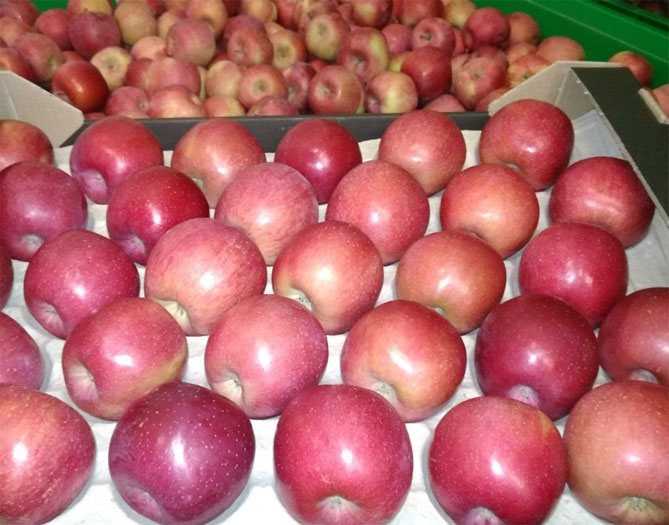 Яблоня фуджи кику: описание и характеристики сорта, вкусовые качества плодов, фото, советы по посадке и уходу, плюсы и минусы, отзывы садоводов