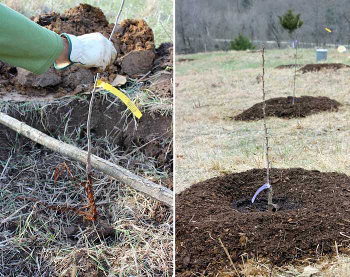 Как подготовить яму для посадки яблони осенью. выбор и подготовка места