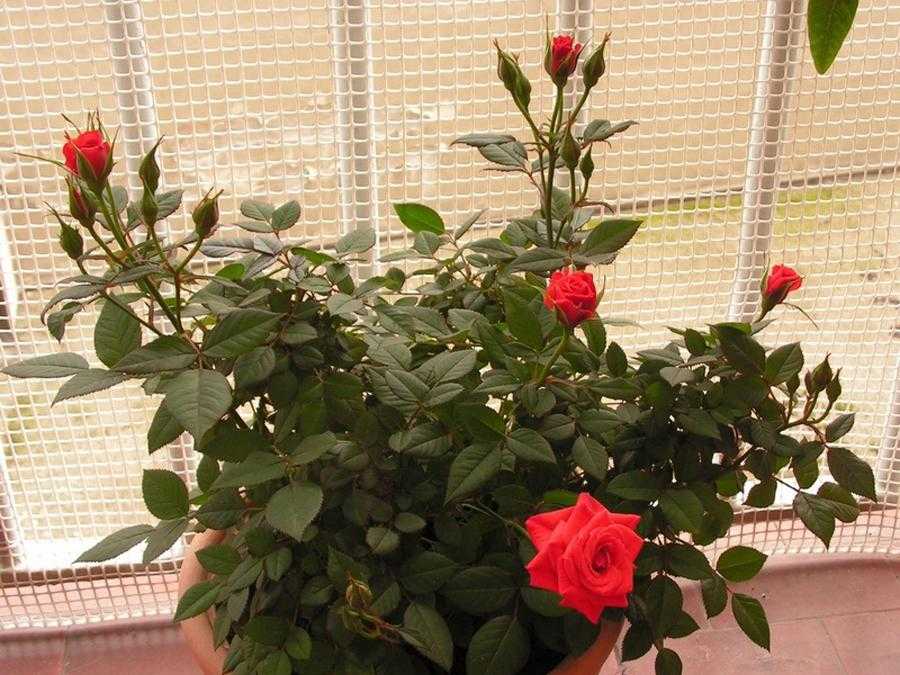 Полиантовые розы: описание, фото и список сортов - кард-оил
