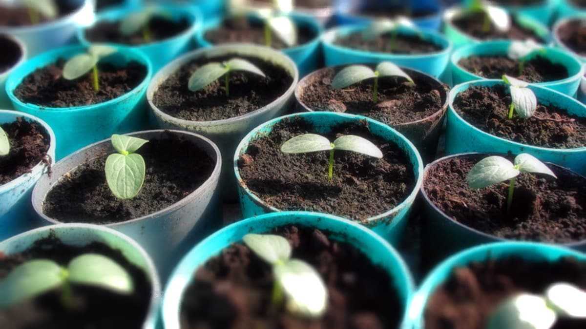 Бегония ампельная из семян выращивание в домашних условиях