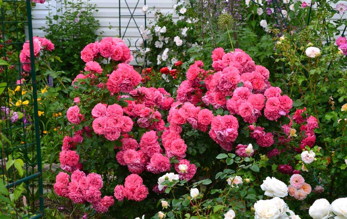 Великолепная роза розариум ютерсен – лавина из пылающих цветов