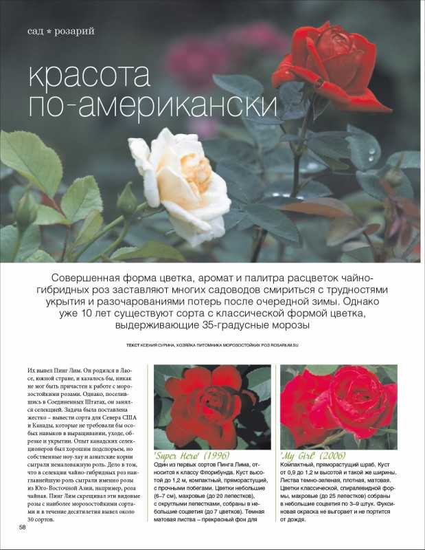 О розе аква (aqua): описание и характеристики, выращивание чайно гибридной розы