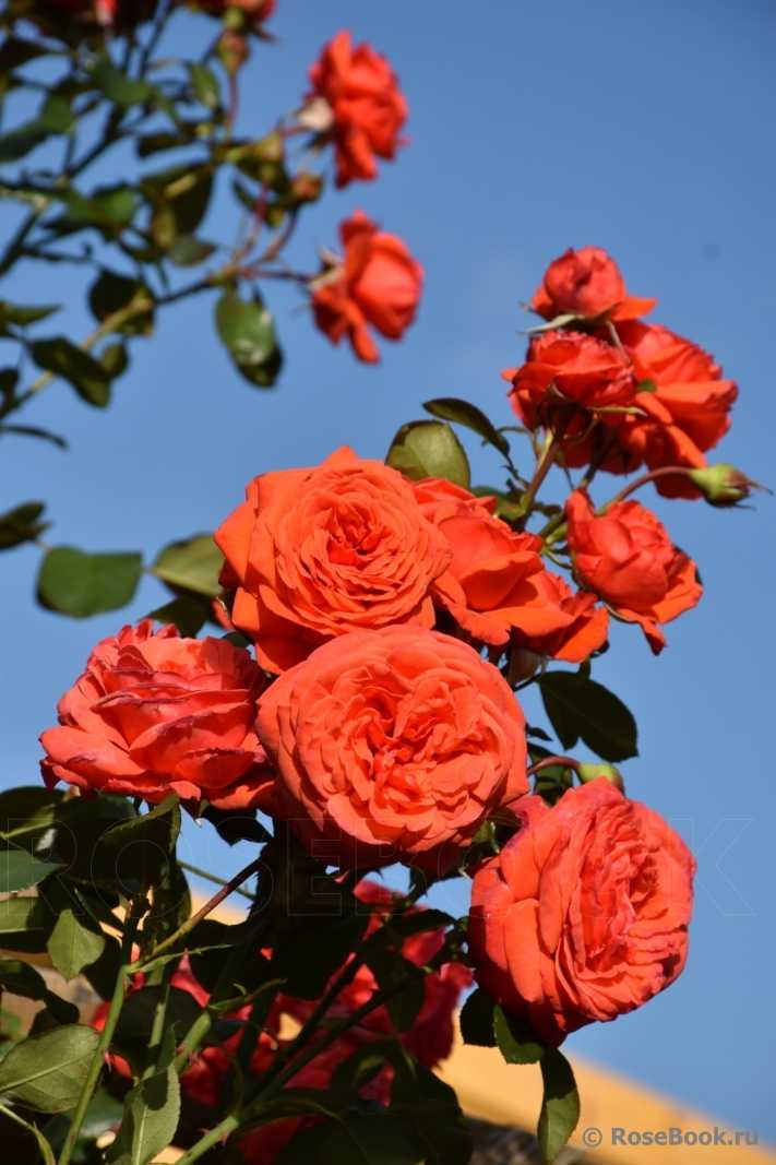 О розе салита (salita): описание и характеристики сорта розы плетистой