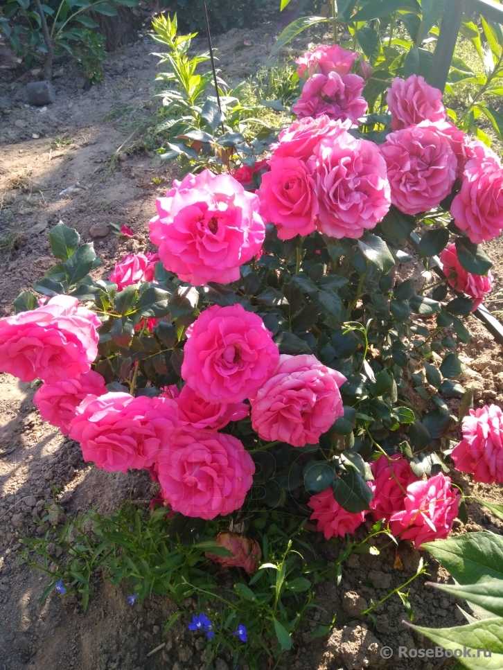 Плетистая роза амадеус: краткое описание, фото, особенности посадки и ухода
