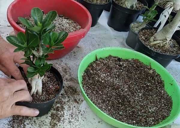 Адениум из семян в домашних условиях: как посеять и вырастить, фото