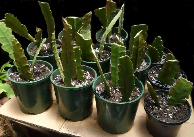 Как посадить кактус правильно: секреты ухода за растением в 2022 году на гудгрунт