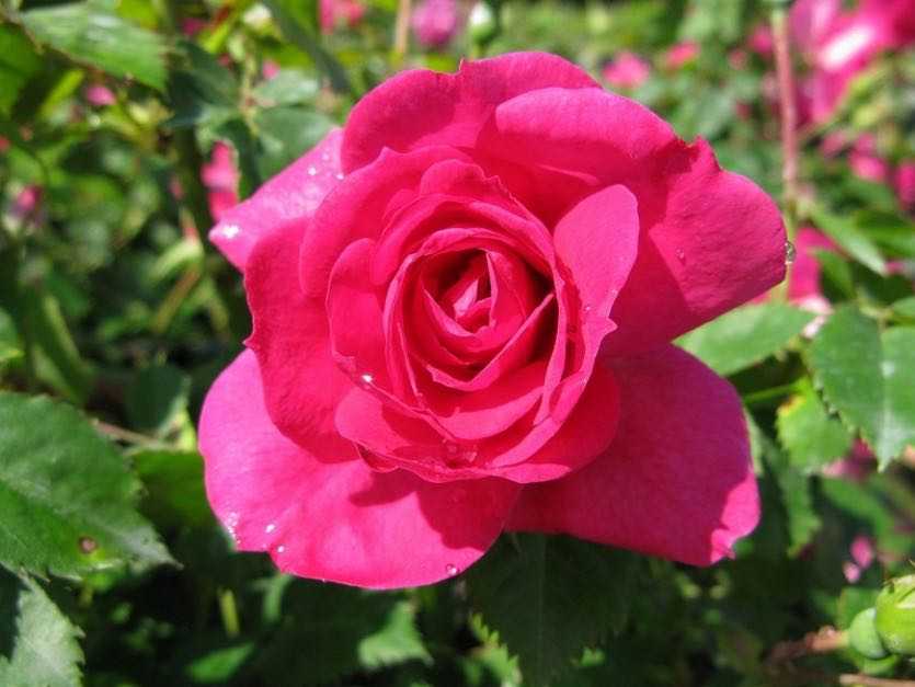 Канадские розы: описание сортов, уход в домашних условиях
