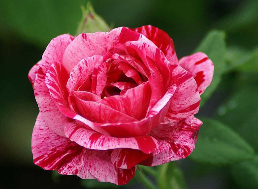 Парковые розы для подмосковья и средней полосы: виды, сорта, особенности выращивания