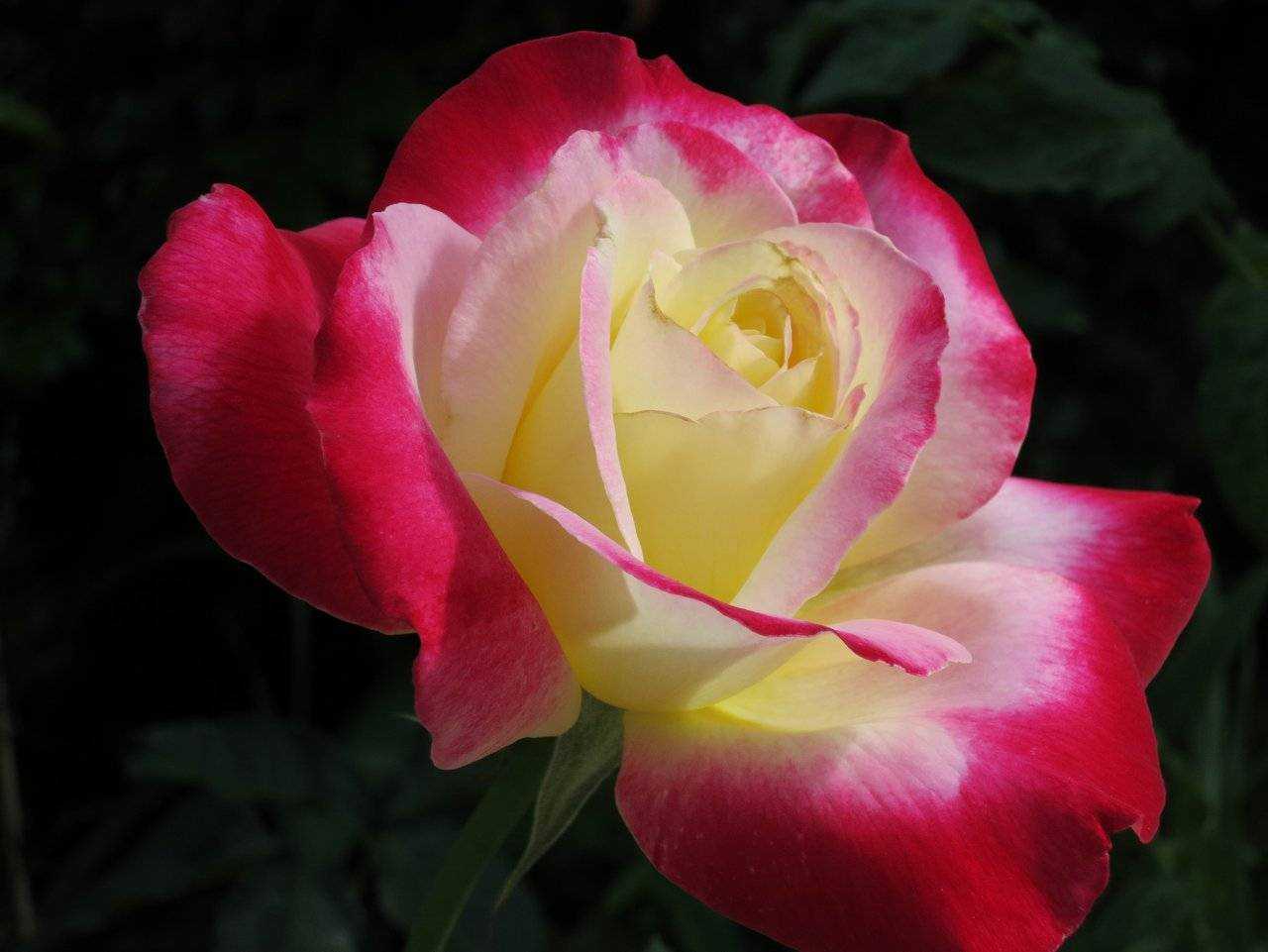 Роза дабл делайт - описание и фото сорта, отзывы цветоводов