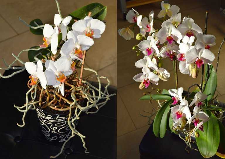 Пересадка орхидеи в домашних условиях