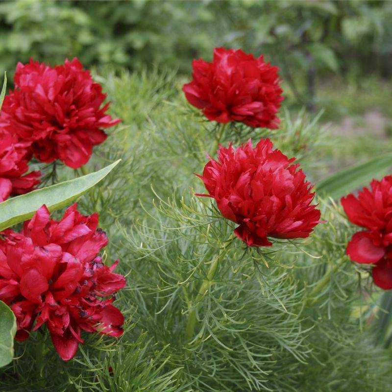 Описание и выращивание пионов «феликс краусс» - крымский сад