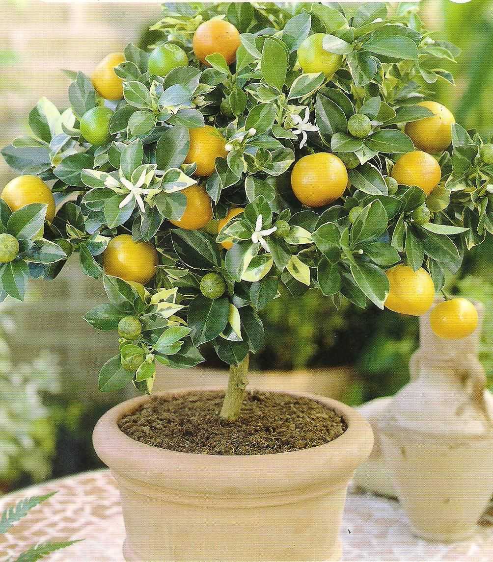 Как ухаживать за лимоном, растущим в домашних условиях в горшке Как вырастить лимон из косточки Как привить лимонное дерево, чтобы оно плодоносило Грунт для цитрусовых и чем подкормить растение