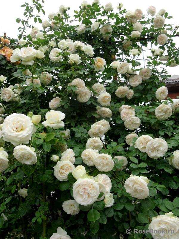 Роза Пале Рояль Palais Royal — как ещё называют, характеристики сортового клаймбера и внешний вид, история селекции Выращивание плетистой розы типа Climber Палаис Роял, как ухаживать для начала периода цветения