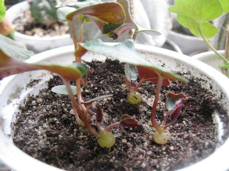 Выращивание цикламена – из семян в домашних условиях и теплице