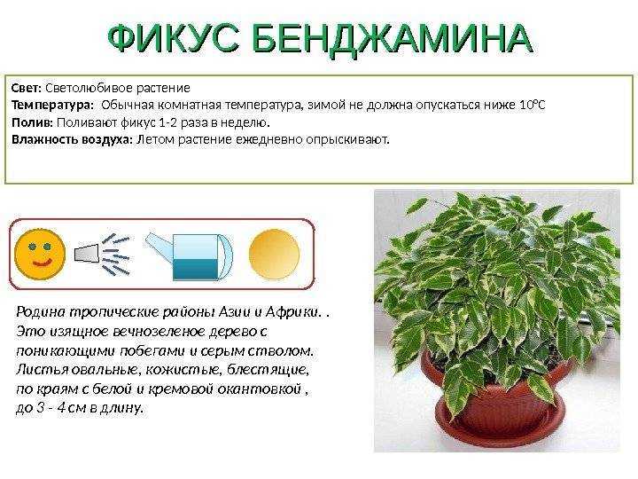 Хлорофитум в доме: как посадить и вырастить цветок – комнатный сорняк. все о пользе хлорофитума (фото)