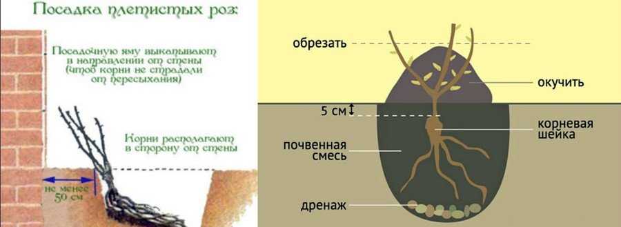 Когда лучше сажать розы - весной или осенью?