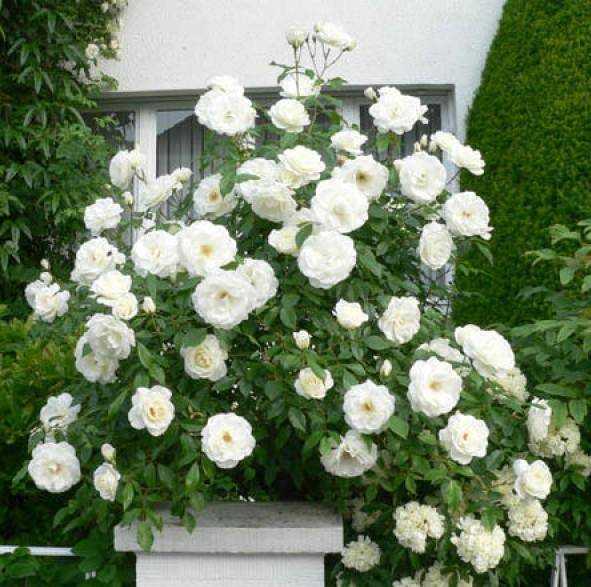 Белые плетистые и вьющиеся розы остина