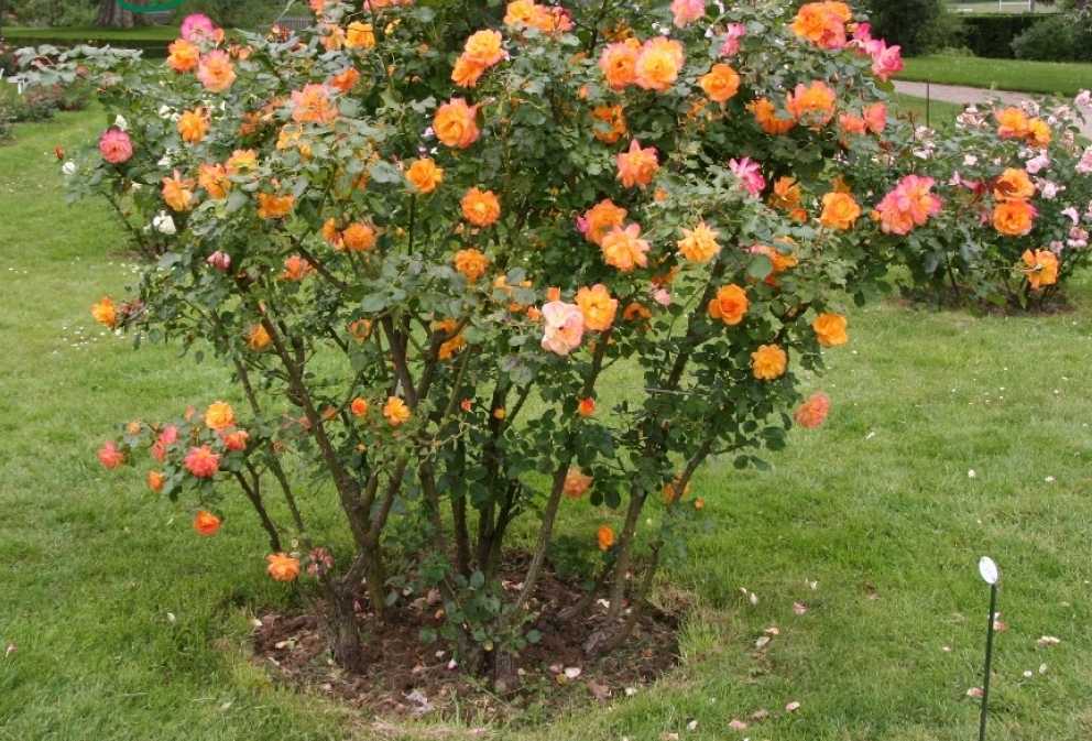 Что это такое и как выращивать розы группы шраб