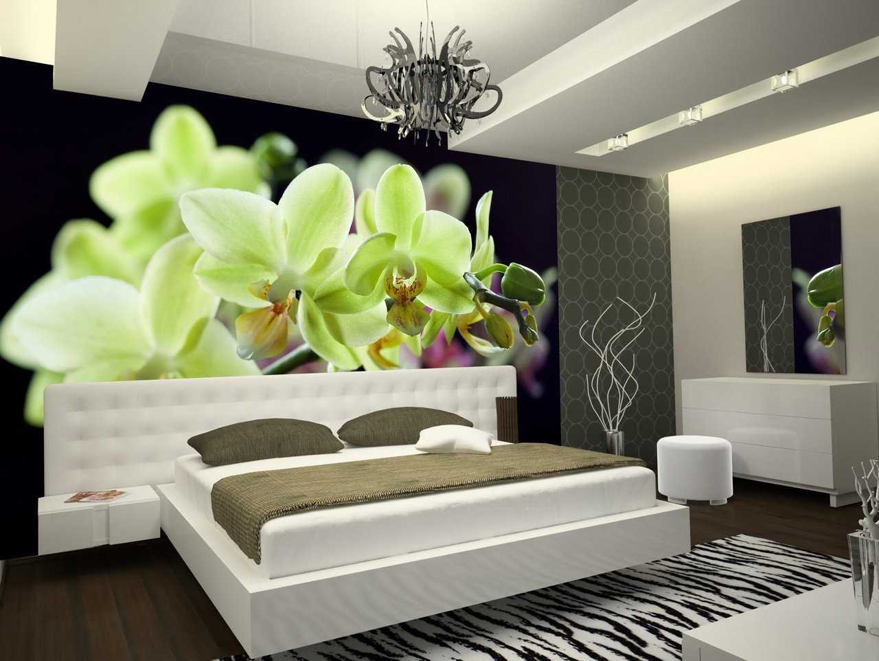 Можно ли держать орхидею в доме: вампир или нет, польза и вред