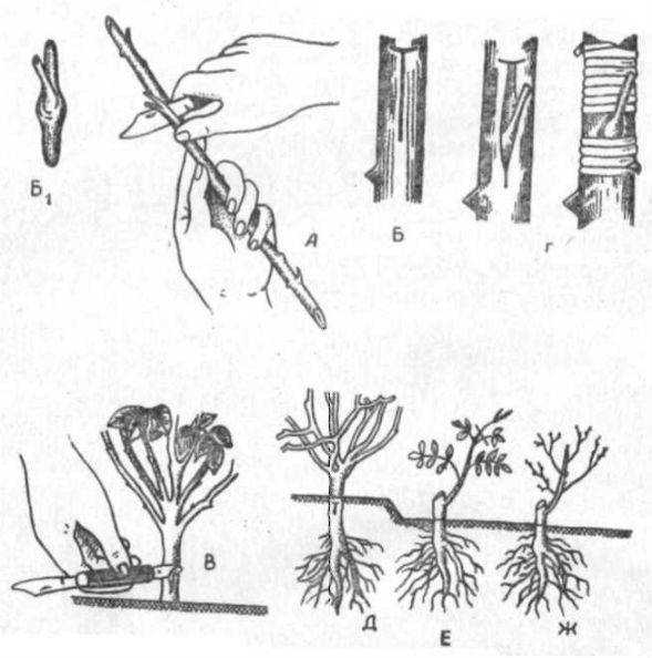 Варианты размножения декабриста: черенками, из листочка и другие примеры