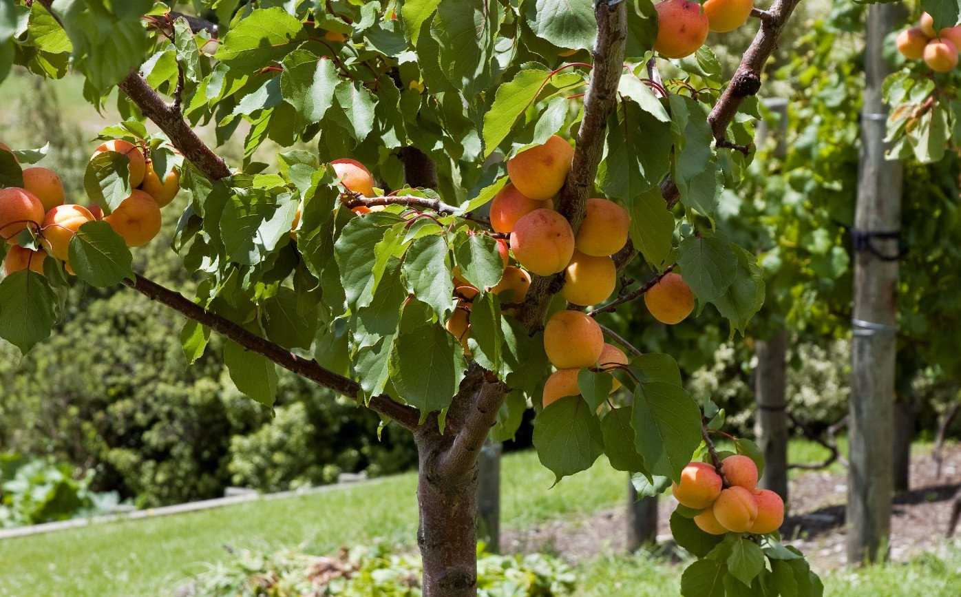 Абрикосовое дерево и косточки. родина и описание плода дерева абрикоса