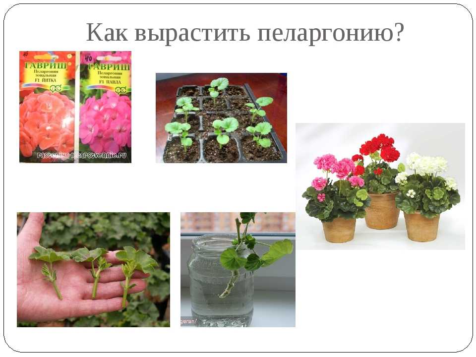 Пеларгония: 115 фото цветка и видео инструкция по выращиванию для новичков