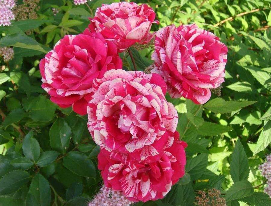 Плетистая парково-кустовая роза ferdinand pichard (фердинанд пичард): описание, фото, отзывы