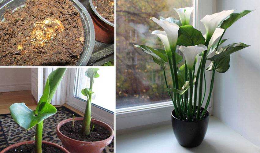 Комнатная лилия в горшке: уход и выращивание в домашних условиях