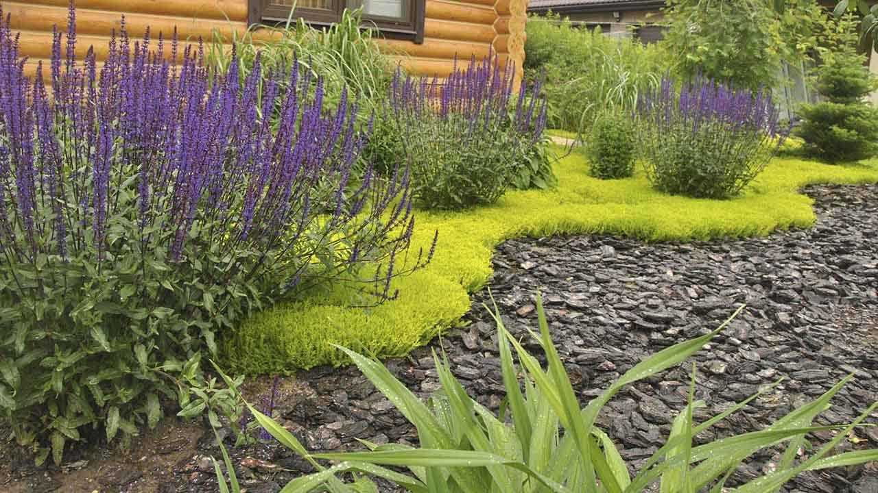 Лаванда: рекомендации по уходу и посадке в саду, советы по применению