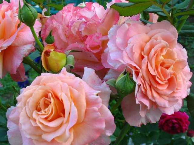 Роза августа луиза (augusta luise): описание и преимущества сорта, формирование, правила весенней, летней, осенней обрезки, подготовка к морозам, отзывы