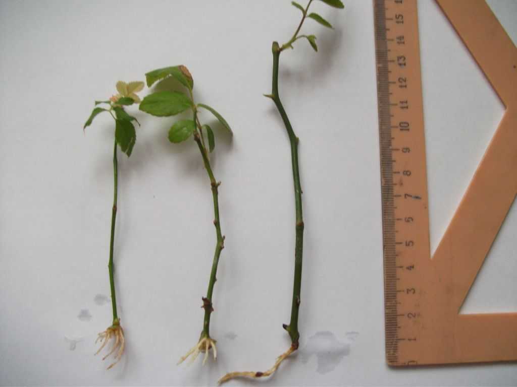 Розы с черенков: особенности выращивания и уход
