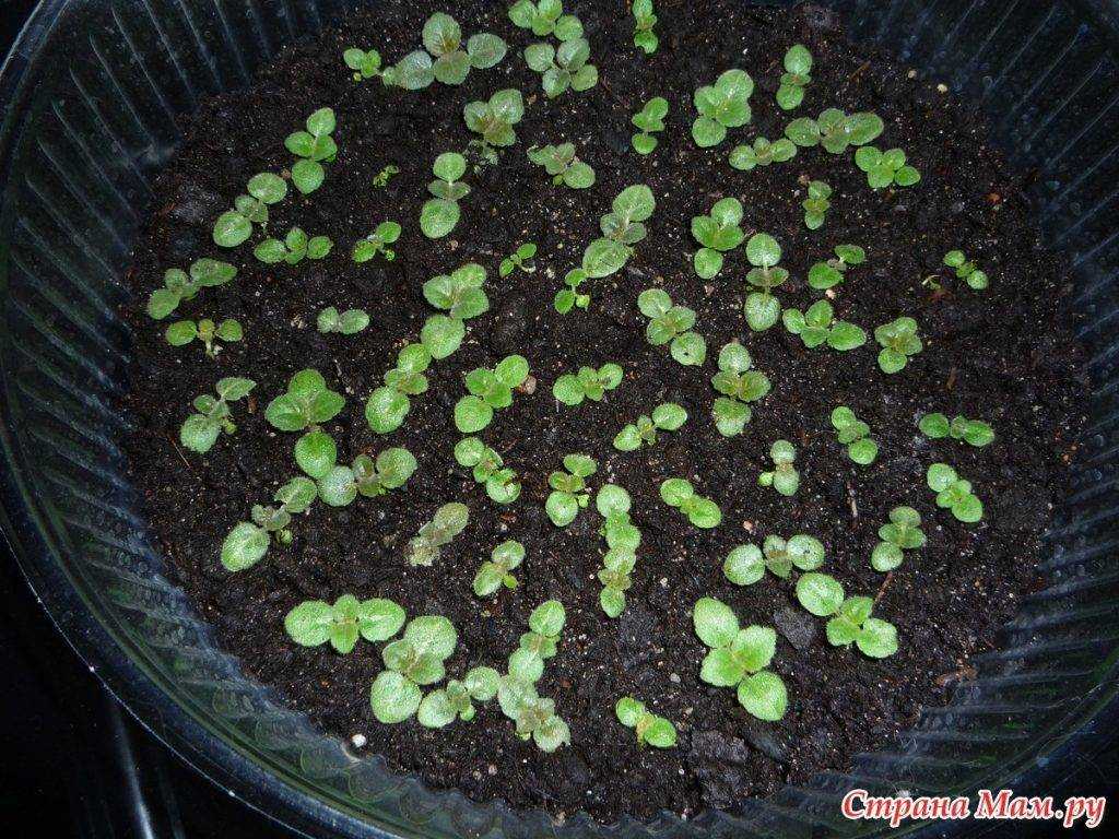 Глоксиния: размножение листом в воде и в земле, когда появятся детки, фото
