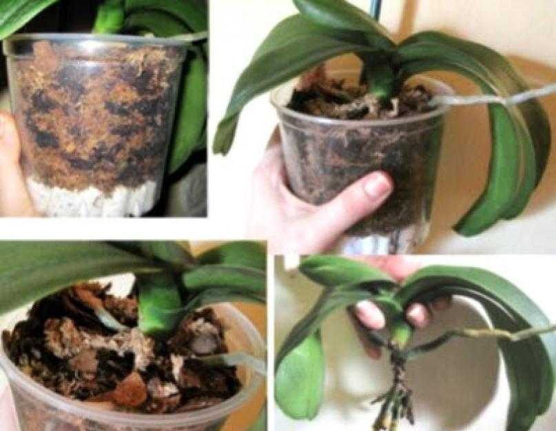 Пересадка орхидей в домашних условиях после цветения. Орхидея после пересадки. Орхидея шатается в горшке что делать.
