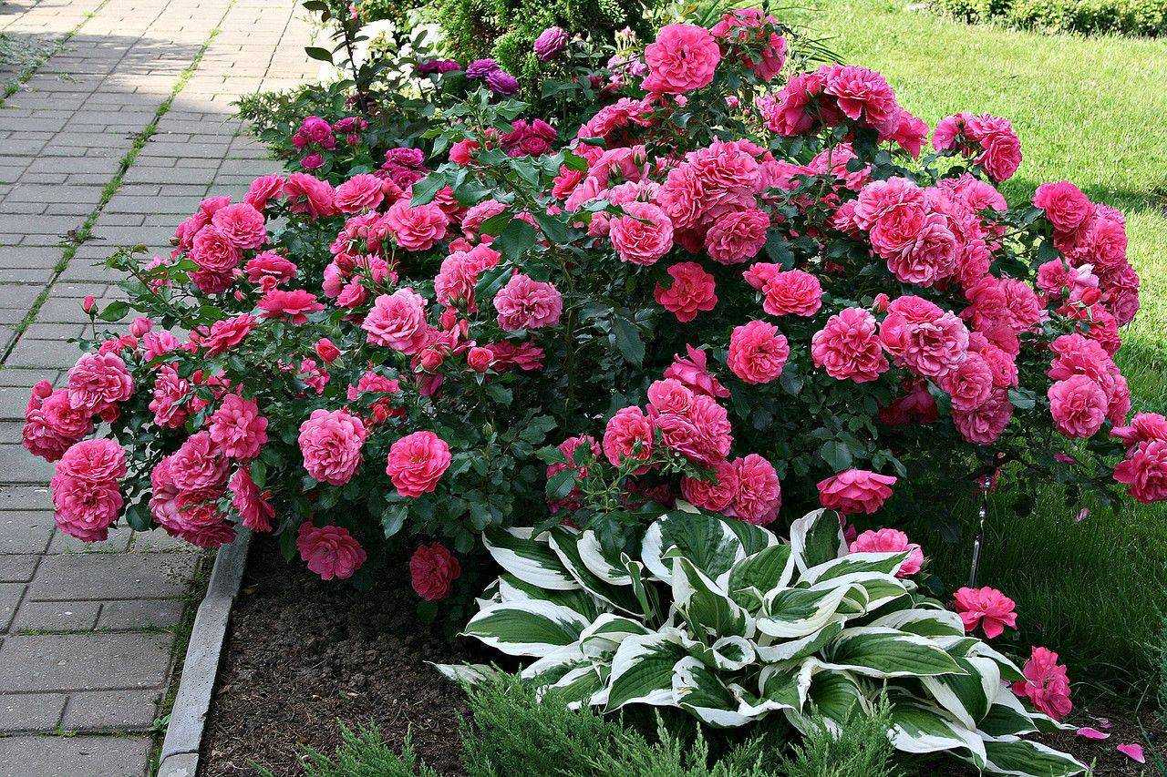 Роза rosarium uetersen (розариум ютерсен): характеристики, выращивание, уход, укрытие на зиму. подробное описание с фото