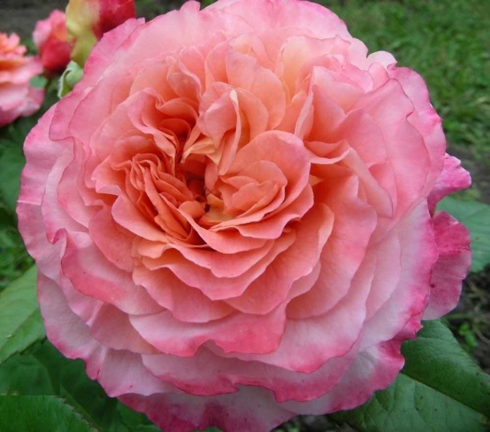 Роза англ. августа луиза (augusta luise )
